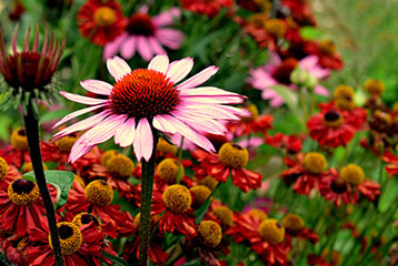 Echinacea and Helenium