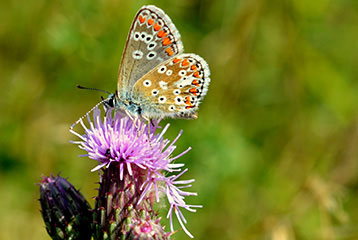 Common Blue Butterfly